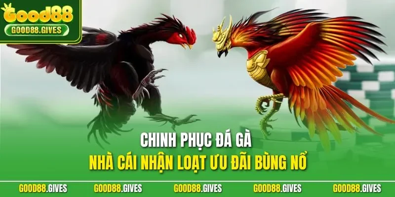 Chinh phục đá gà nhà cái nhận loạt ưu đãi bùng nổ