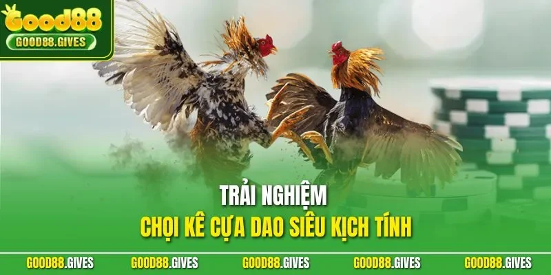 Trải nghiệm chọi kê cựa dao siêu kịch tính