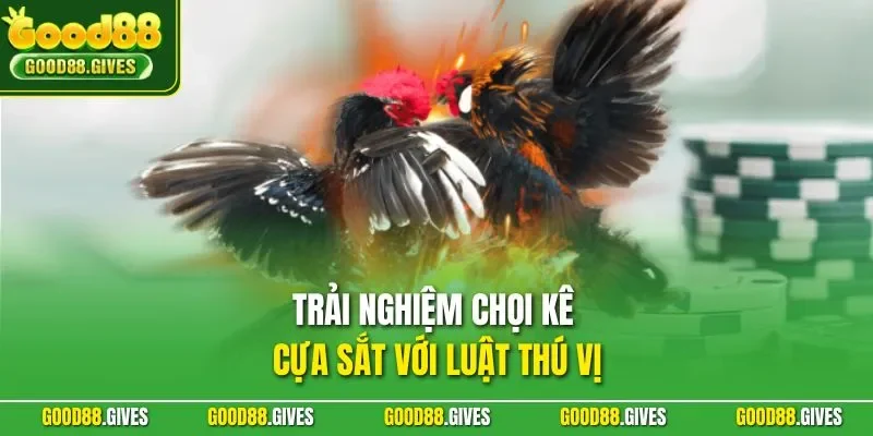 Trải nghiệm chọi kê cựa sắt với luật thú vị